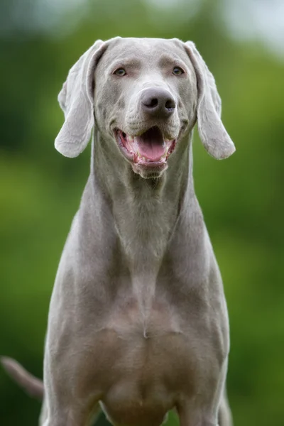 Rasa Wyżeł weimarski pies na zewnątrz w przyrodzie — Zdjęcie stockowe
