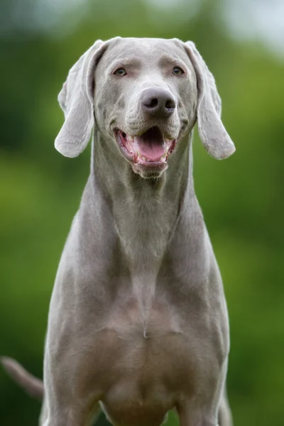 Reinrassiger Weimaraner-Hund im Freien in der Natur — Stockfoto