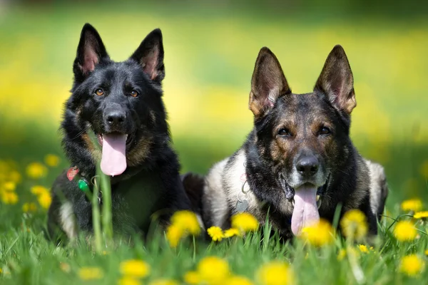 Alman çoban köpekleri açık havada doğa — Stok fotoğraf