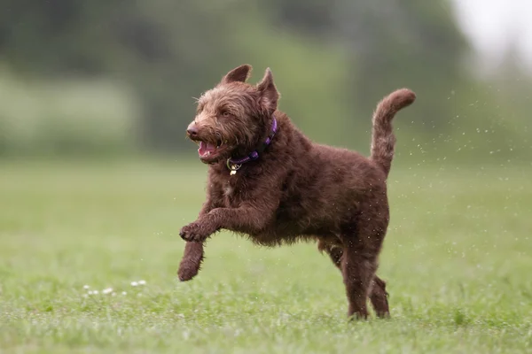 Hnědý pes na trávník — Stock fotografie