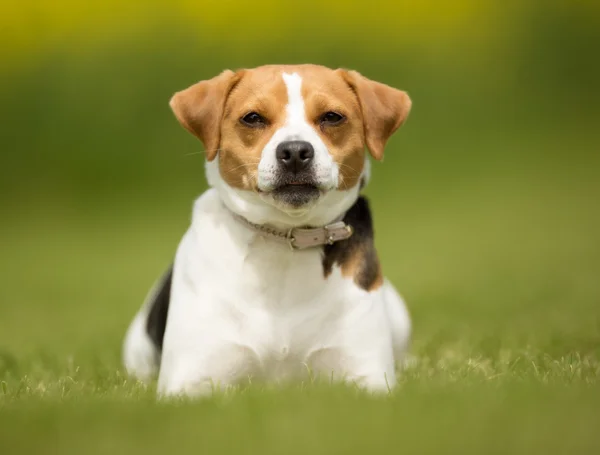 Duński-szwedzki gospodarstwa pies na zewnątrz w przyrodzie — Zdjęcie stockowe