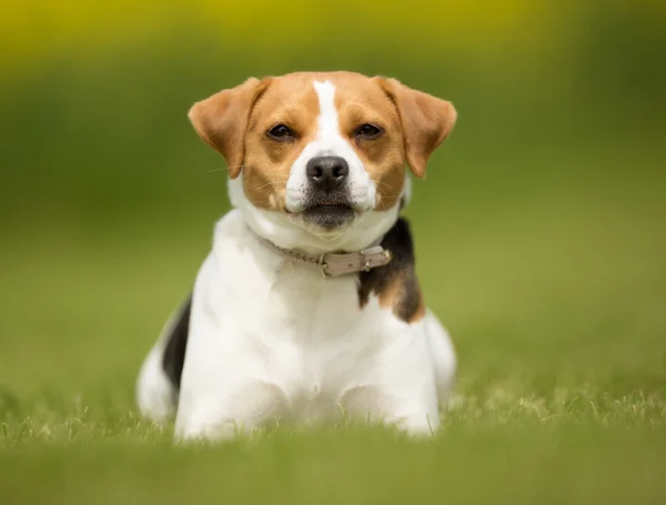 Deense Zweedse boerderij hond buiten in de natuur — Stockfoto