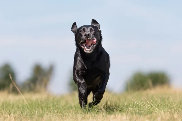 Siyah Labrador Retriever — Stok fotoğraf