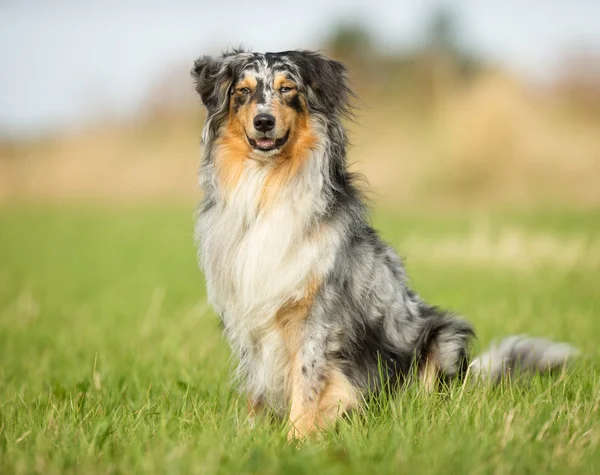 Flerfarvet hund i naturen - Stock-foto