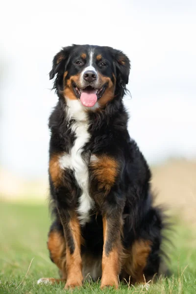 Berner Sennenhund cão — Fotografia de Stock