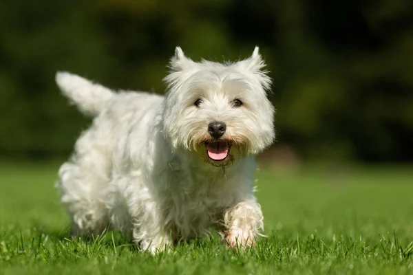 West Highland cão terrier branco — Fotografia de Stock