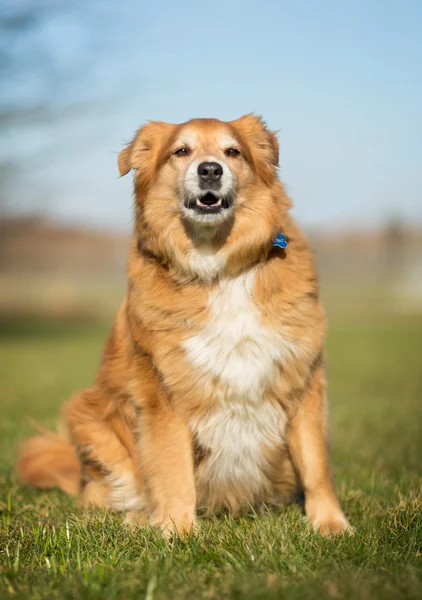 Pies golden retriever — Zdjęcie stockowe