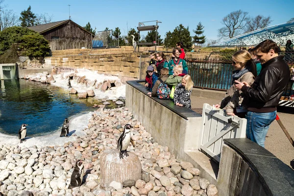Pinguïns in de dierentuin Copenhagen — Stockfoto