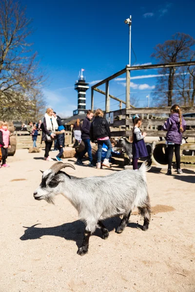 Jardim zoológico de copenhagen — Fotografia de Stock