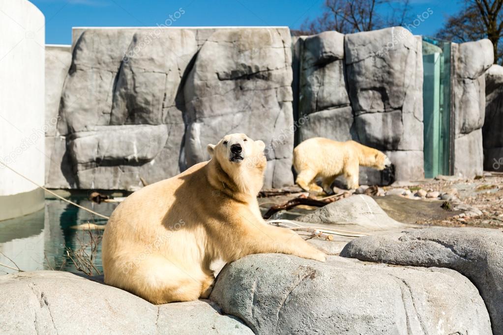 Two polar bears in zoo Stock Photo by ©Bigandt 108003694