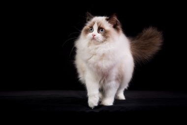 Safkan ragdoll kedi
