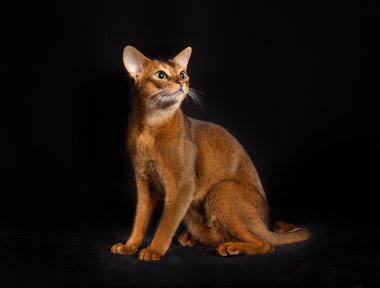 İzole üzerinde siyah arka plan safkan Somali kedi