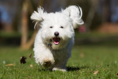 Açık havada çalışan doğada coton de Tulear köpek