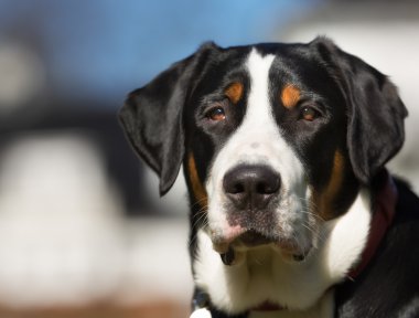 Doğada açık havada büyük İsviçre dağ köpek