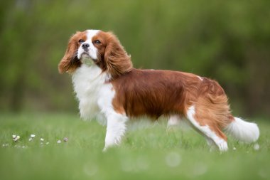 Cavalier King Charles Spaniel köpek açık havada doğa içinde