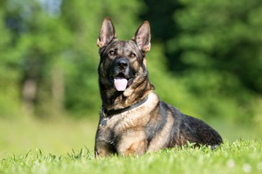 Alman çoban köpek açık havada doğa içinde