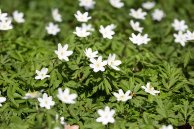 Beyaz anemon çiçeği çiçeği