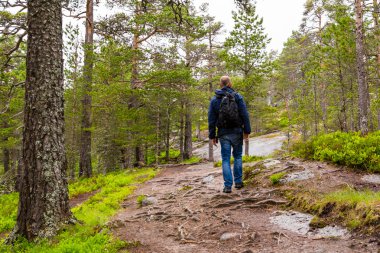 Ormanda yürüyüş yapan bir adam