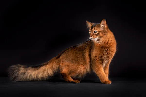 Gato somali de raça pura — Fotografia de Stock