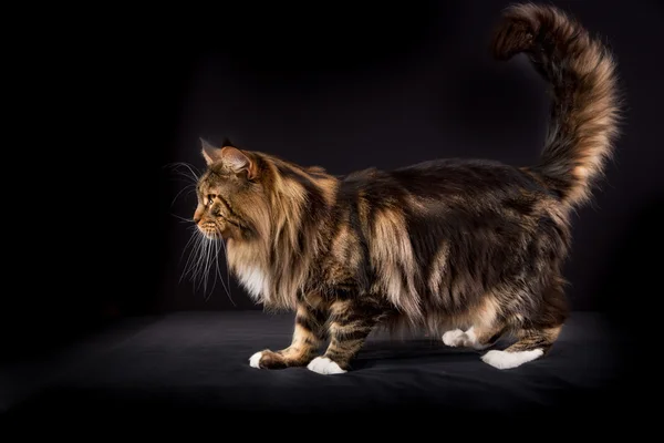 Maine coon cat — Fotografia de Stock