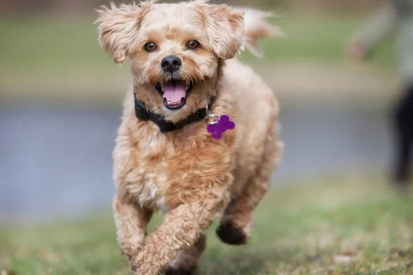 Perro al aire libre en la naturaleza —  Fotos de Stock