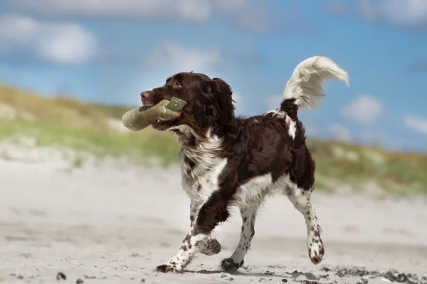 Kleiner Munsterlander hund utomhus i naturen — Stockfoto