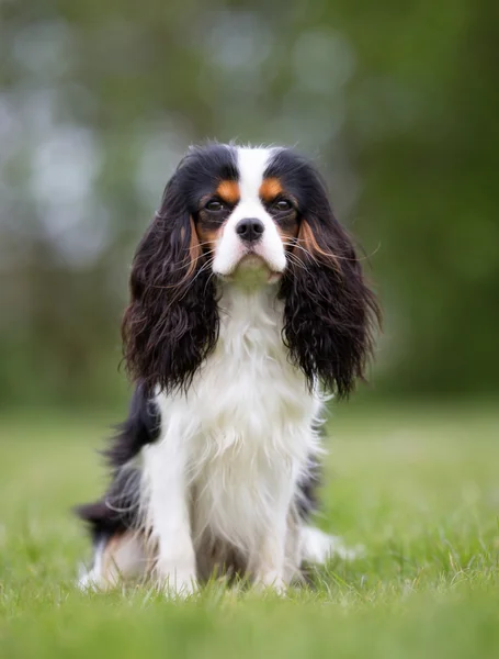 Cavalier King Charles Spaniel hund udendørs i naturen - Stock-foto