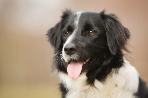 Kenar kömür ocağı köpek açık havada doğa içinde — Stok fotoğraf