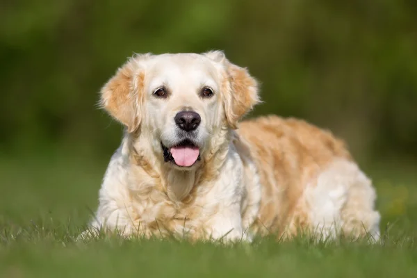 Golden Retriever cão ao ar livre na natureza — Fotografia de Stock