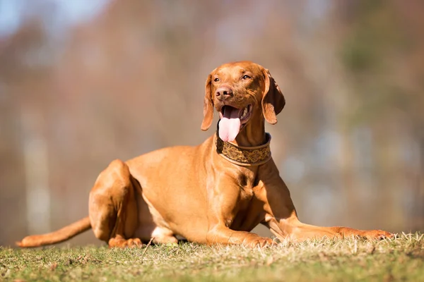 Magyar vizsla kutya kint a természetben — Stock Fotó