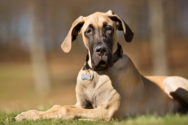 Gran perro danés al aire libre en la naturaleza —  Fotos de Stock