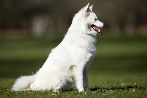 Samoyed perro al aire libre en la naturaleza —  Fotos de Stock
