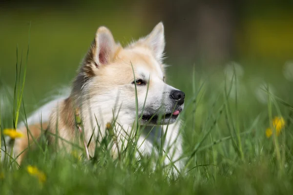 Isländsk fårhund utomhus i naturen — Stockfoto