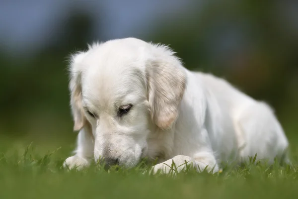 Golden Retriever cane all'aperto in natura — Foto Stock