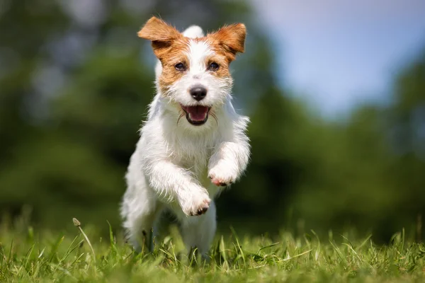 Jack Russell Terrier anjing di luar rumah di rumput — Stok Foto