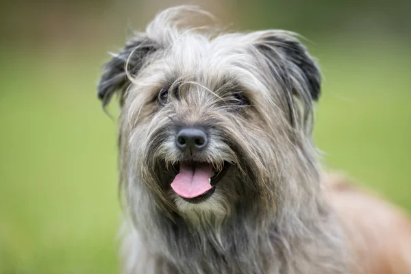 Câine fericit și zâmbitor — Fotografie, imagine de stoc