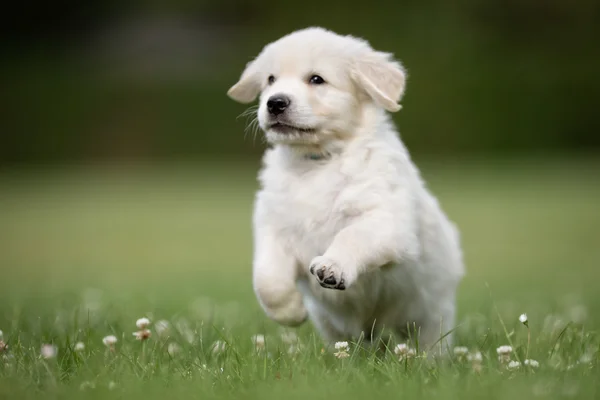 หนุ่มทอง Retriever ลูกสุนัข — ภาพถ่ายสต็อก