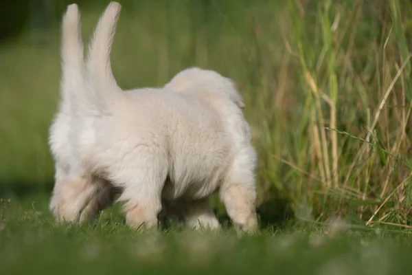 Dois filhotes de cachorro golden retriever — Fotografia de Stock