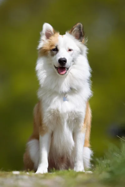 Glad och leende isländsk fårhund — Stockfoto