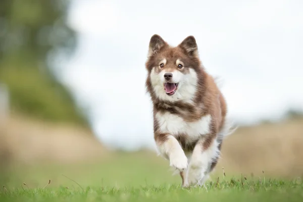 Systemem fiński Lapphund szczeniak — Zdjęcie stockowe