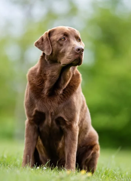 Perro Labrador Retriever marrón —  Fotos de Stock