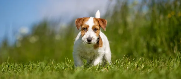 Jack Russel Terrier — Fotografie, imagine de stoc