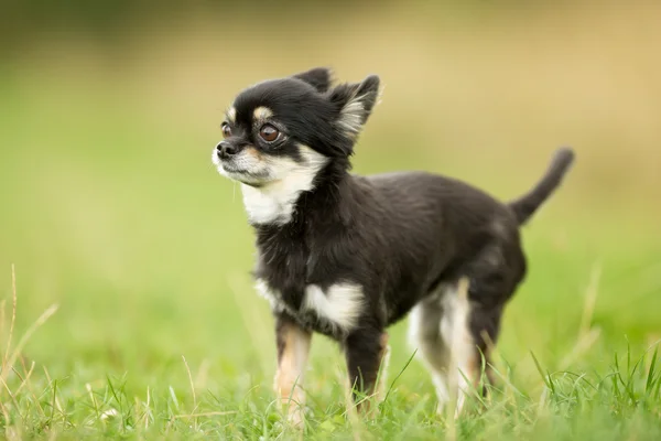 Чихуахуа собака на відкритому повітрі — стокове фото