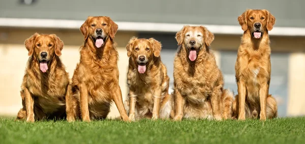 Cinco cães Golden Retriever — Fotografia de Stock