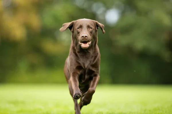 Labrador retriever chien — Photo