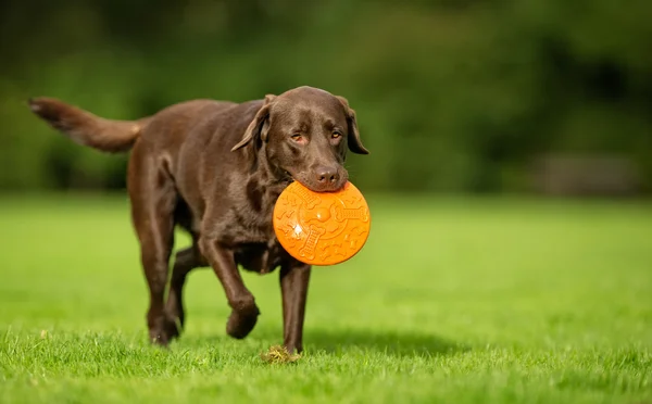 สุนัขรีทรีฟเวอร์ Labrador — ภาพถ่ายสต็อก