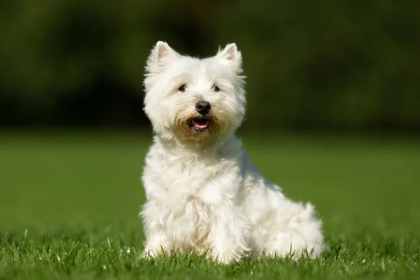 West Highland cão terrier branco — Fotografia de Stock