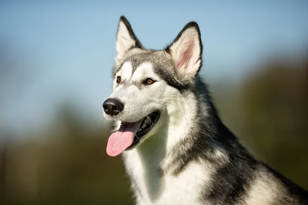 Alaskan malamute köpek — Stok fotoğraf