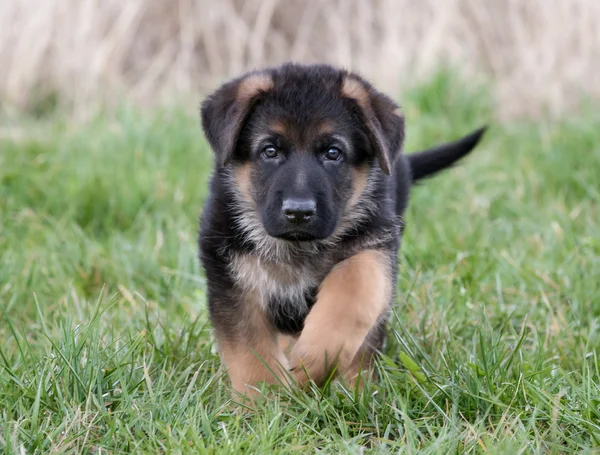 German Shepherd Puppy — Stock Photo, Image