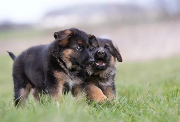 Dos lindos cachorros pastor alemán — Foto de Stock